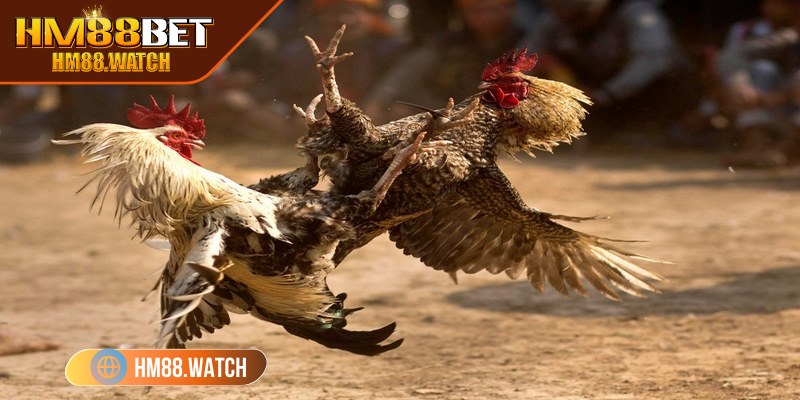 Đá gà HM88 - Trải nghiệm giải trí bất tận với các chiến kê dũng mãnh