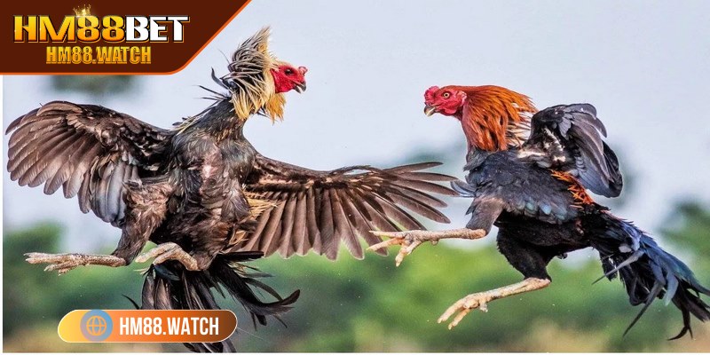 Cựa sắt loại hình với mức độ sát thương cao