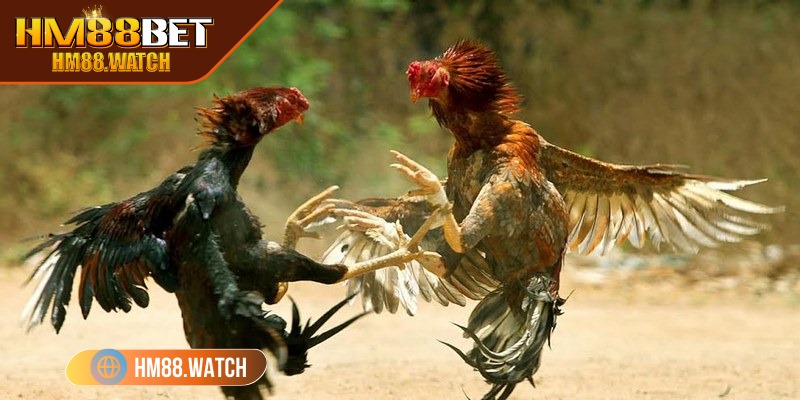 Kê sư cần tích lũy kinh nghiệm qua từng ván cược